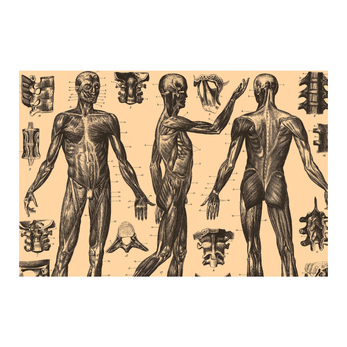 Human Anatomy Four Canvas Print - Apothecary Art for Home or Office - Apothecary Decor