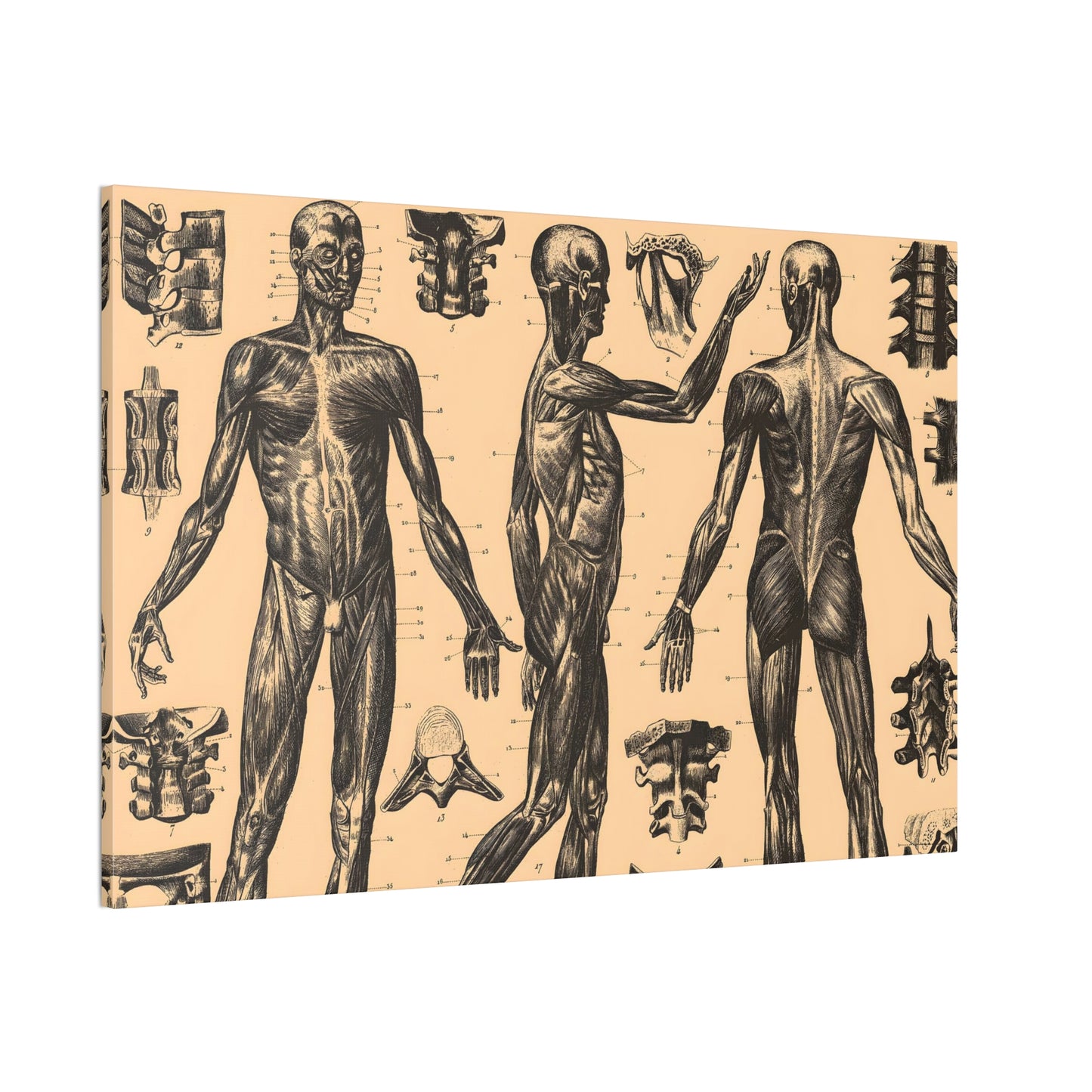 Human Anatomy Four Canvas Print - Apothecary Art for Home or Office - Apothecary Decor