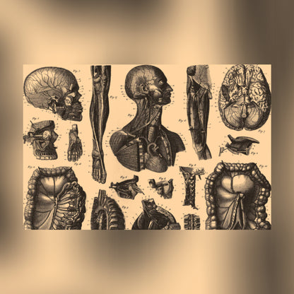 Human Anatomy Six Canvas Print - Apothecary Art for Home or Office - Apothecary Decor