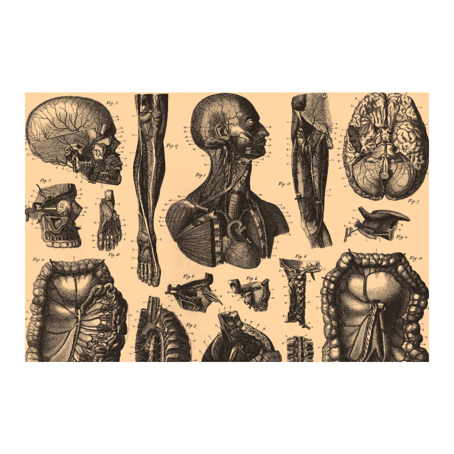 Human Anatomy Six Canvas Print - Apothecary Art for Home or Office - Apothecary Decor