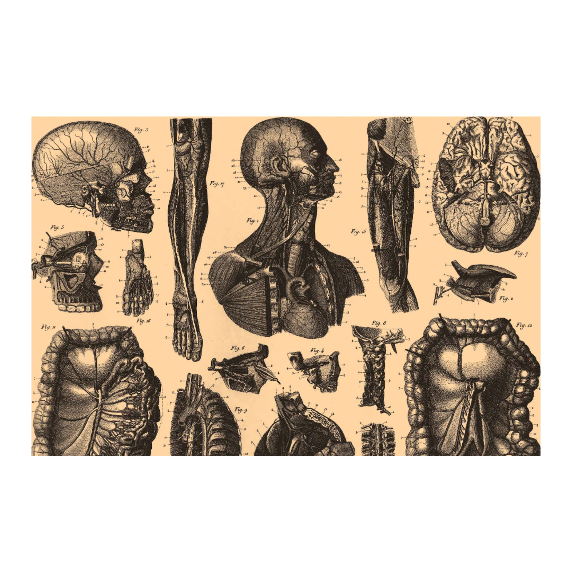 Human Anatomy Seven Canvas Print - Apothecary Art for Home or Office - –  Print Pothecary