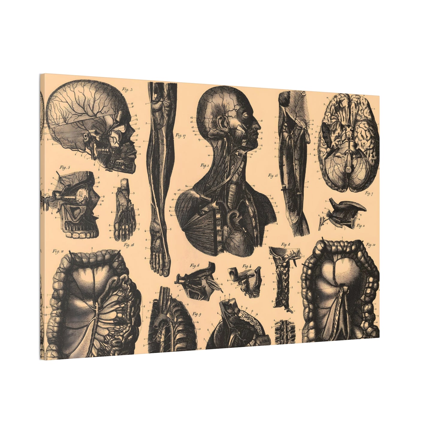 Human Anatomy Six Canvas Print - Apothecary Art for Home or Office - Apothecary Decor