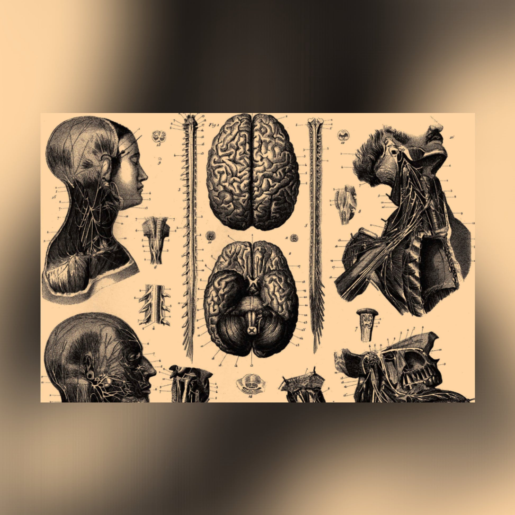 Human Anatomy Seven Canvas Print - Apothecary Art for Home or Office - –  Print Pothecary