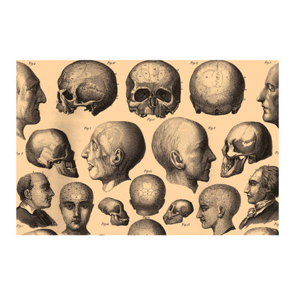 Human Anatomy Nine Canvas Print - Apothecary Art for Home or Office - Apothecary Decor