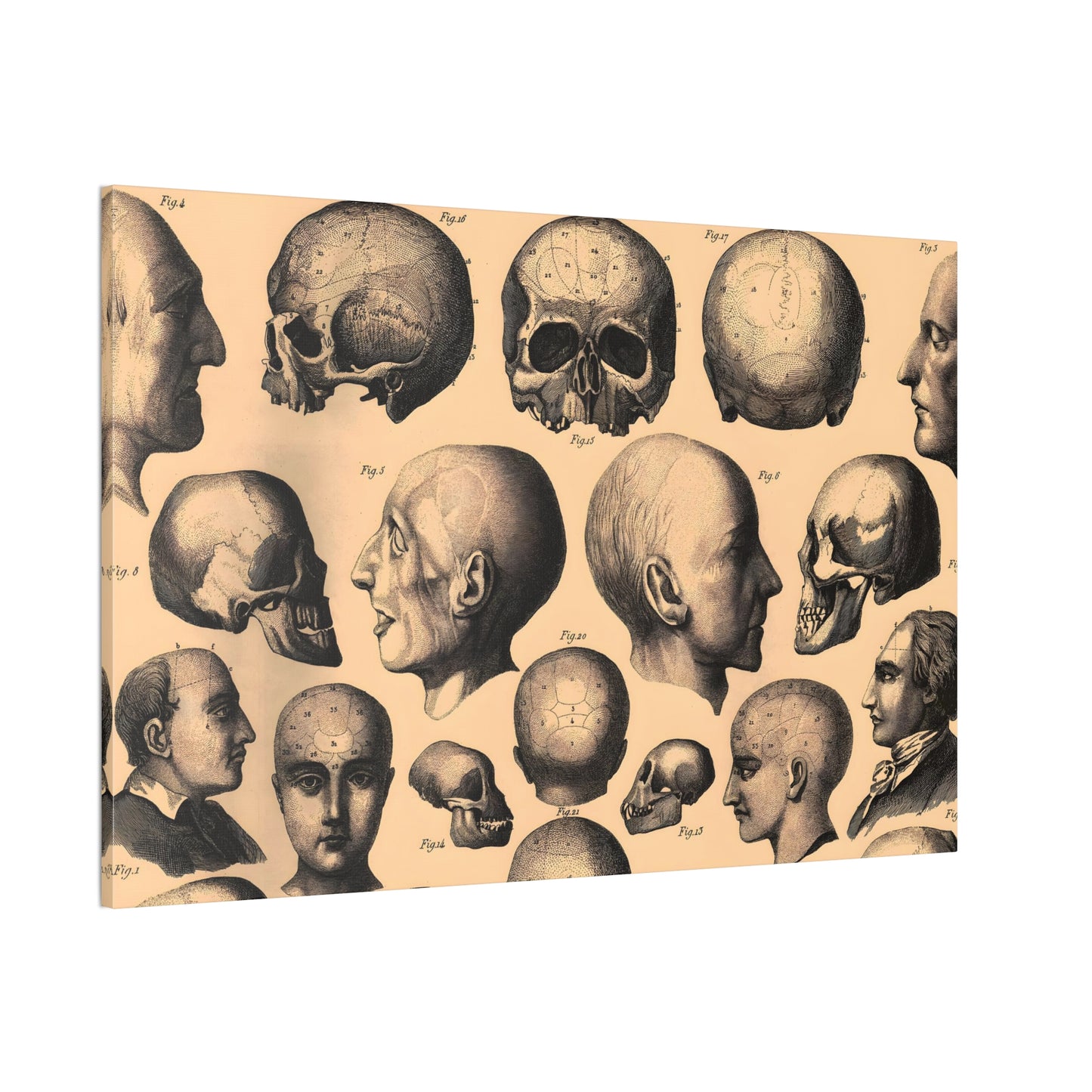Human Anatomy Nine Canvas Print - Apothecary Art for Home or Office - Apothecary Decor