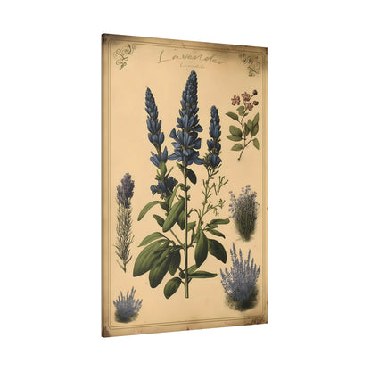 Light Lavender Canvas Print - Herbal Art for Home or Office - Apothecary Decor