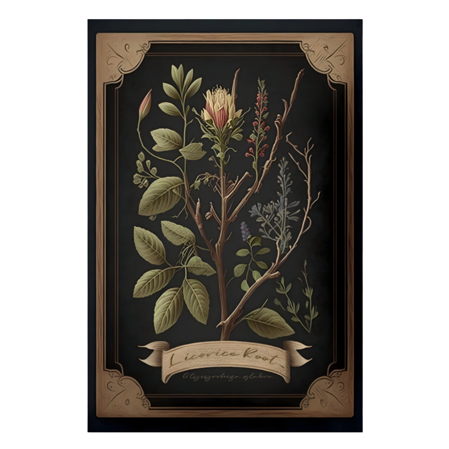 Dark Licorice Root Canvas Print - Herbal Art for Home or Office - Apothecary Decor