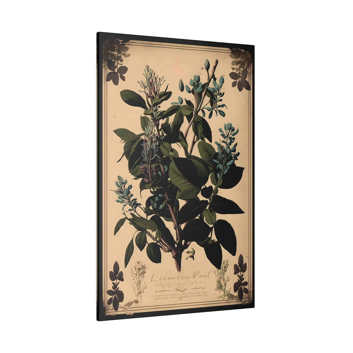 Light Licorice Root Canvas Print - Herbal Art for Home or Office - Apothecary Decor