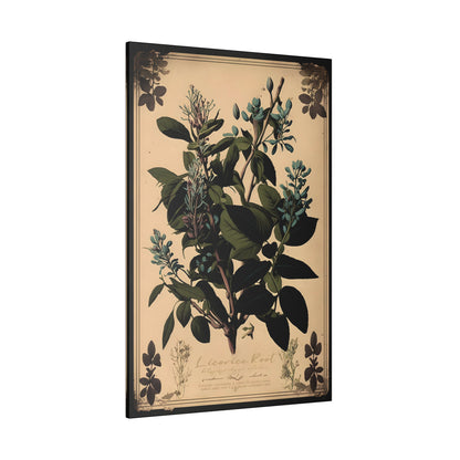 Light Licorice Root Canvas Print - Herbal Art for Home or Office - Apothecary Decor
