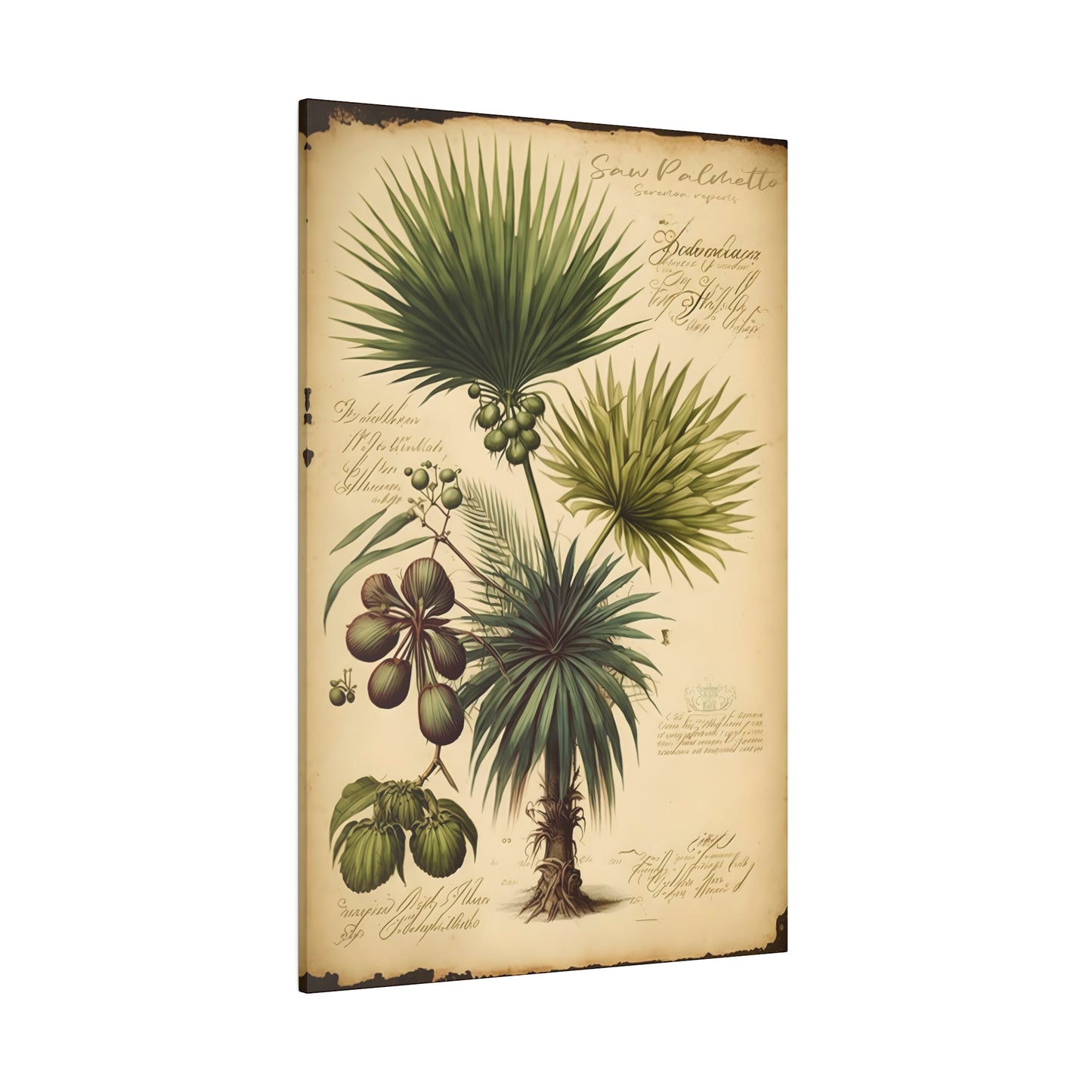 Light Saw Palmetto Canvas Print - Herbal Art for Home or Office - Apothecary Decor