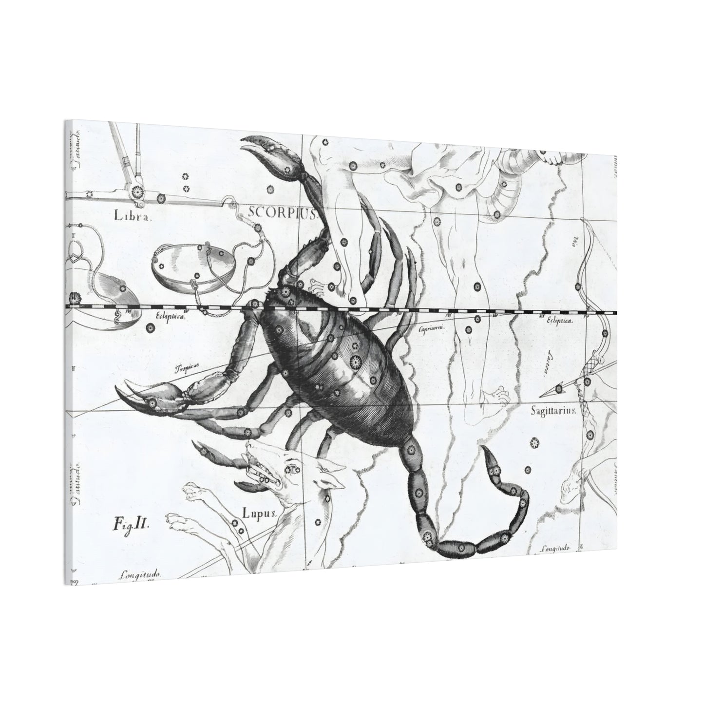 Scorpio Astrology Canvas Print - Apothecary Art for Home or Office - Apothecary Decor