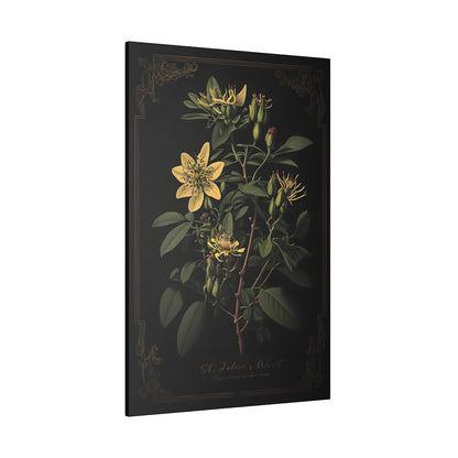 Dark St. John's Wart Canvas Print - Herbal Art for Home or Office - Apothecary Decor