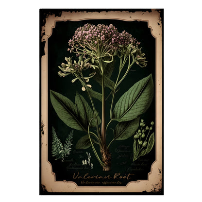 Dark Valerian Root Canvas Print - Herbal Art for Home or Office - Apothecary Decor