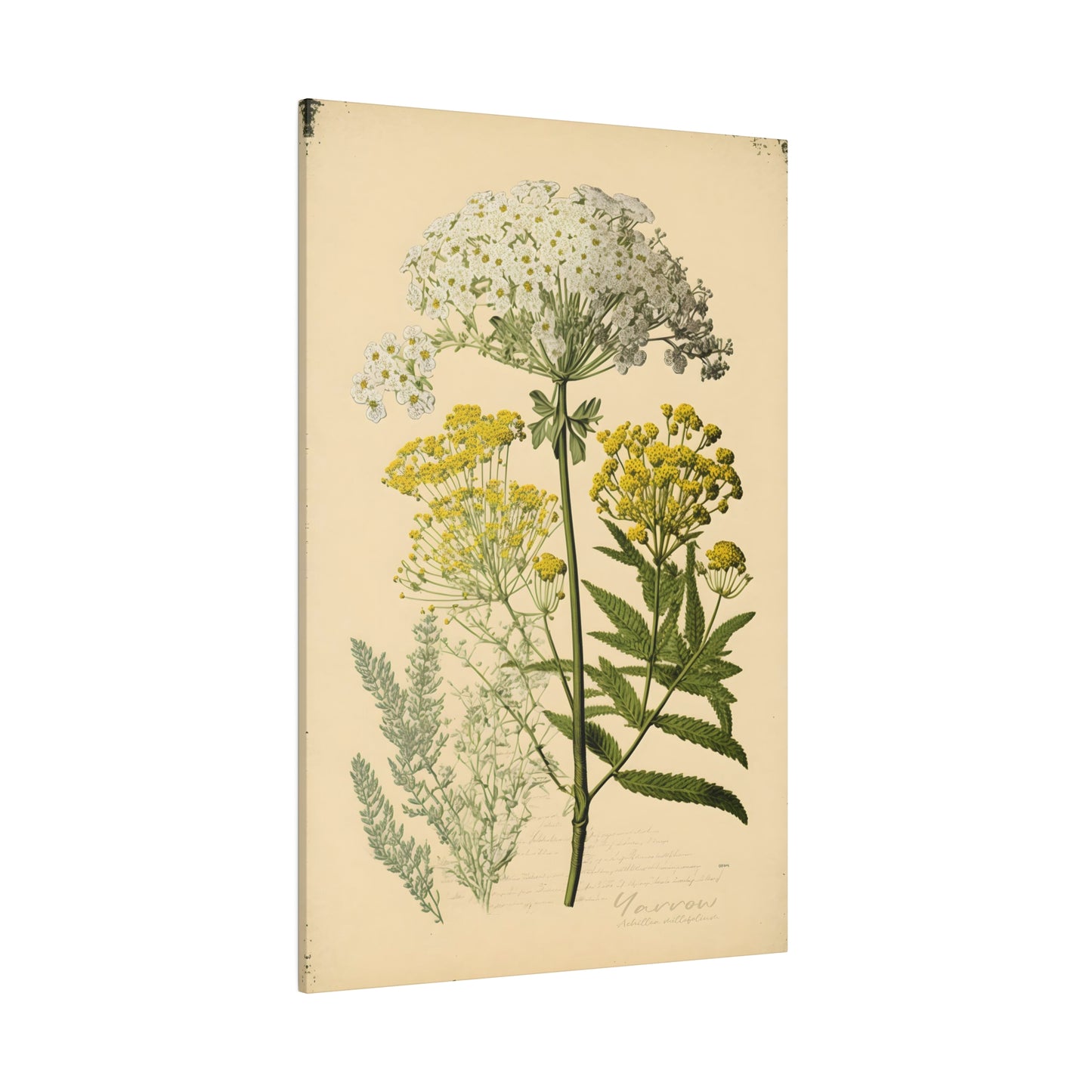 Light Yarrow Canvas Print - Herbal Art for Home or Office - Apothecary Decor